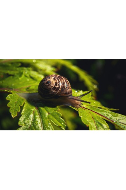 СлизнеСТОП